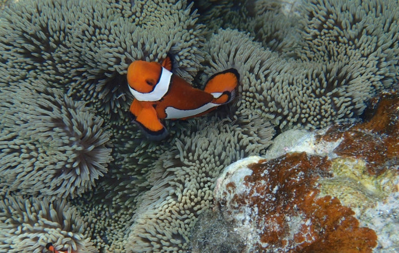 �P�{�ŃV�~�E���΂������W�������b�s���|�C���g�����Q���y�I�[�^�X��p�o�C�^���t�B�N�X�Z�����z
���T�C�g